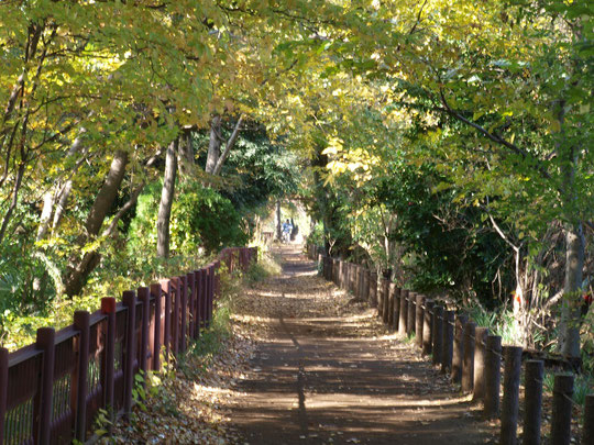 11月17日(2017）木漏れ日のトンネル：玉川上水緑道の小川水衛所跡近くにて(小平市）。東京にいることをしばし忘れてしまう散歩道です。近くには平櫛田中彫刻美術館も。