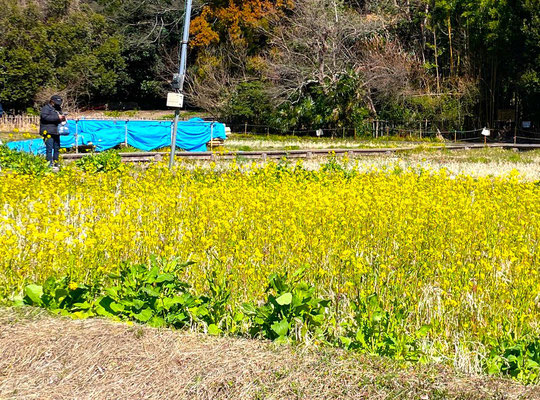 ３月10日（2024）　大沢たんぼの菜の花畑：子どもたちが農業体験をできる三鷹市の大沢たんぼ。水のない今は、菜の花でいっぱいでした。
