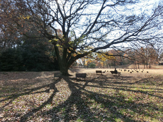 12月10日(2017）葉が落ちたエノキ：深大寺城跡にて。神代植物公園の分園、水生植物園の小高い場所に戦国時代に造られた城跡があります。時間が止まったような不思議な空間。