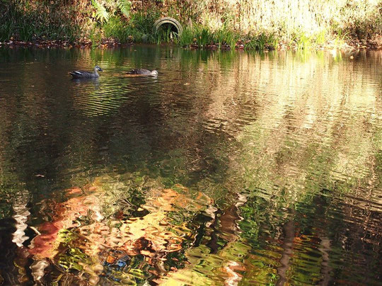 12月5日（2015）　幻想的な鏡池（野川公園・自然観察園）