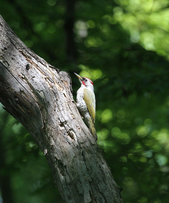 ５月６日（2015）新緑のアオゲラ（緑啄木鳥）：三鷹市の武田さんのご投稿写真。４月27日に浅間山公園（府中市）で撮影