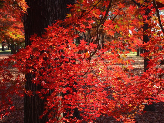 12月18日（2015）　雑木林で見つけた紅葉：都立野川公園にて