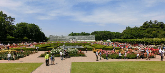 ●バラ園（2018年5月6日撮影）