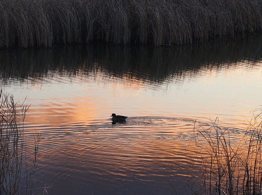 １月８日(2015)　夕陽に映える池と鴨：武蔵野の森公園の修景池にて