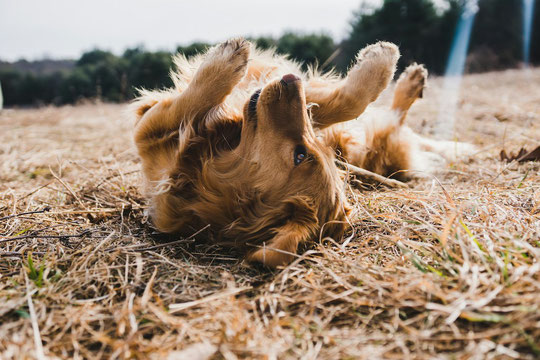 Lucky Soul: glücklicher Hund