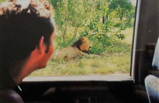 Krüger Nationalpark selbstfahren: Löwen am Straßenrand