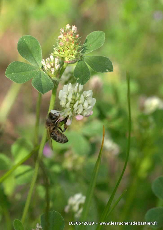Apis mellifera & Trifolium repens, Cévennes