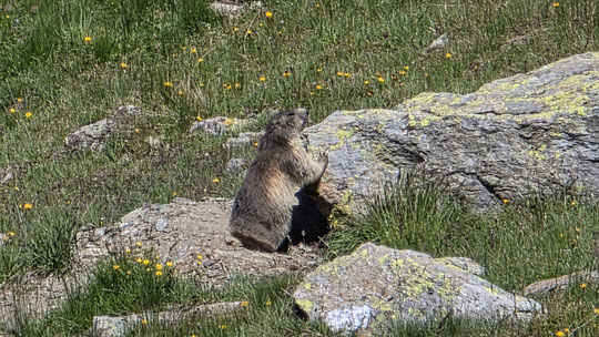 Marmotta
