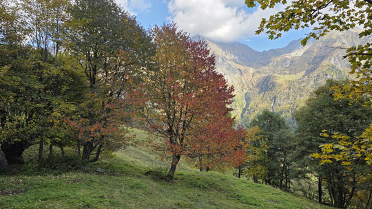 I primo colori dell'autunno