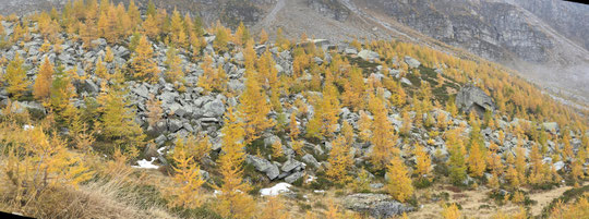 Larici con i colori dell'autunno