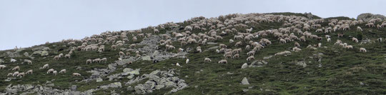 Gregge di pecore