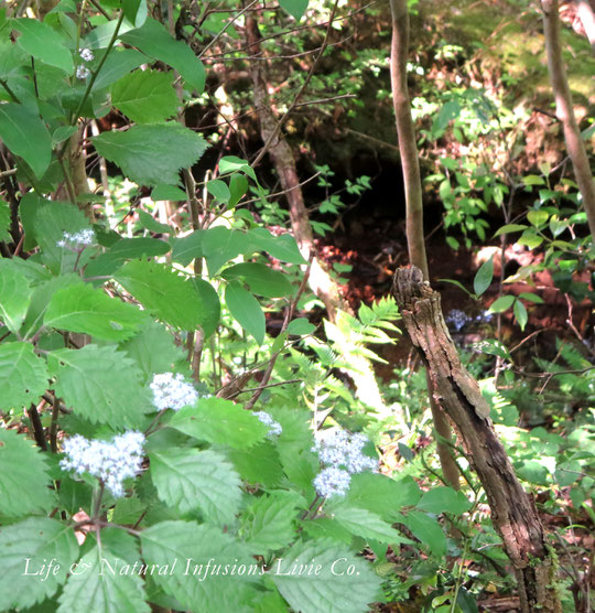 ♡　森林浴 LIVIE FOREST THERAPY　コアジサイ、小紫陽花（左下）　学名： Hydrangea hirta　日本固有種　落葉低木　❀花言葉： 忍耐強い愛