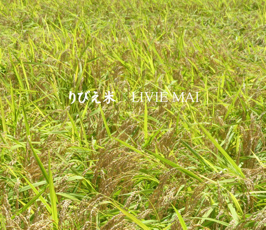 りびえ米  CLASSIC RICE LIVIE MAI
