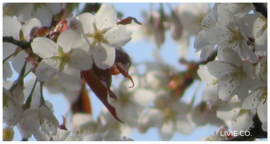 ♡　山桜