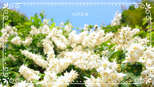 卯木（うつぎ）の花（5月）