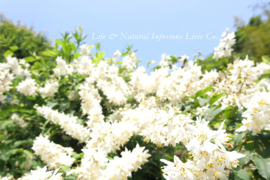 ♡　 夏の訪れ　卯の花　Deutzia flower