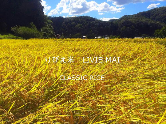 りびえ米 CLASSIC RICE LIVIE MAI 令和３年度産実りました。皆様のお陰で良質な御米が収穫できましたこと心より御礼申し上げます。