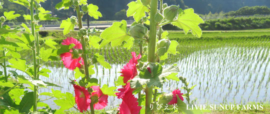りびえ米 LIVIE SUNUP FARMS