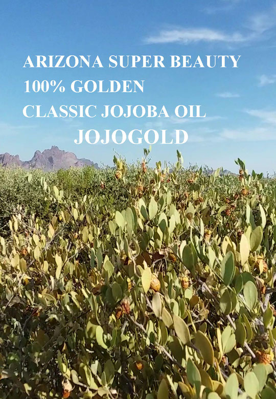 CLASSIC JOJOBA SEEDS ORIGINAL SPECIES 100% NATURAL SUPER BEAUTY GOLDEN JOJOBA OIL