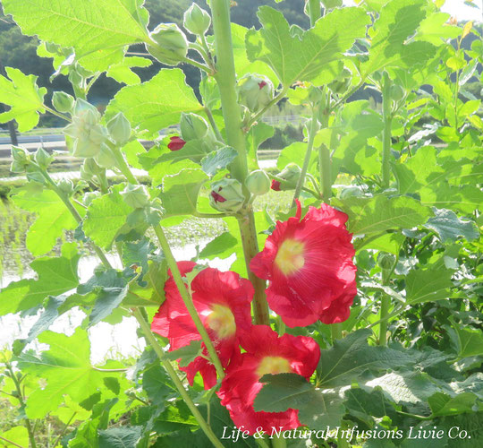 田園と立葵の花