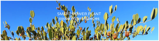 🔔 りびえ米は、スマートパワープラントJOJOBA ORIGINAL SPECIES 原種ホホバの有機肥料で栽培しています。甘味・光沢の高いお米です。