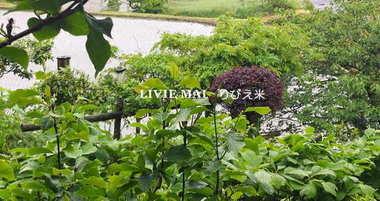 今年の母の日に、りびえ米の田植えが始まりました🌸子雨の中、大地も草木もしっとりと潤い、毎日すくすくと稲が育っていきます🌸