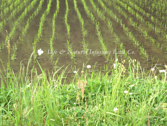 ♡　田園と野草花　白詰草　White clover　❀花言葉： 幸福