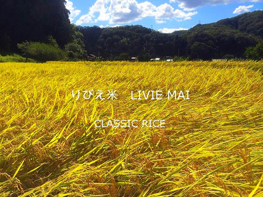 りびえ米 CLASSIC RICE LIVIE MAI 令和７（２０２５）年度産のご予約サイトです