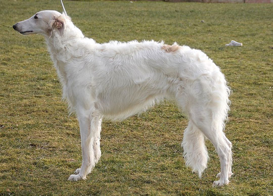  Barsoihündin aus eigener Nachzucht in weiß/rotsable! Wir züchten Barsois und Deerhounds mit FCI Papieren! Barsois und Deerhounds in Deutschland!