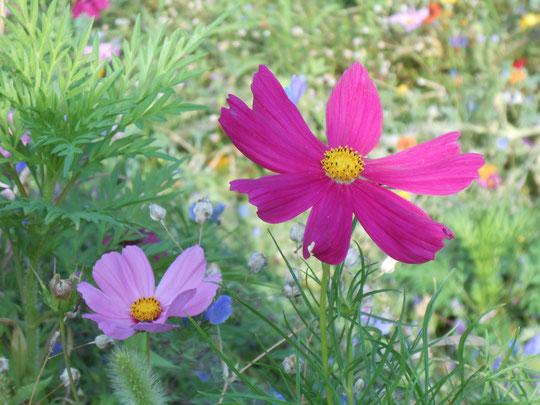 Un "Buongiorno di Primavera" dans votre tenue vestimentaire. By www.missBianchi-Conseil.com