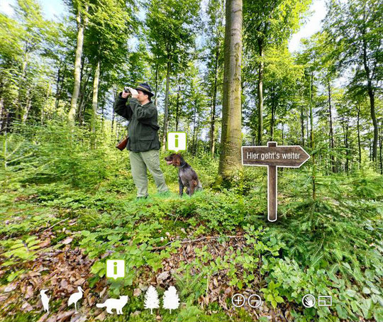 360°-Panorama Waldspaziergang 