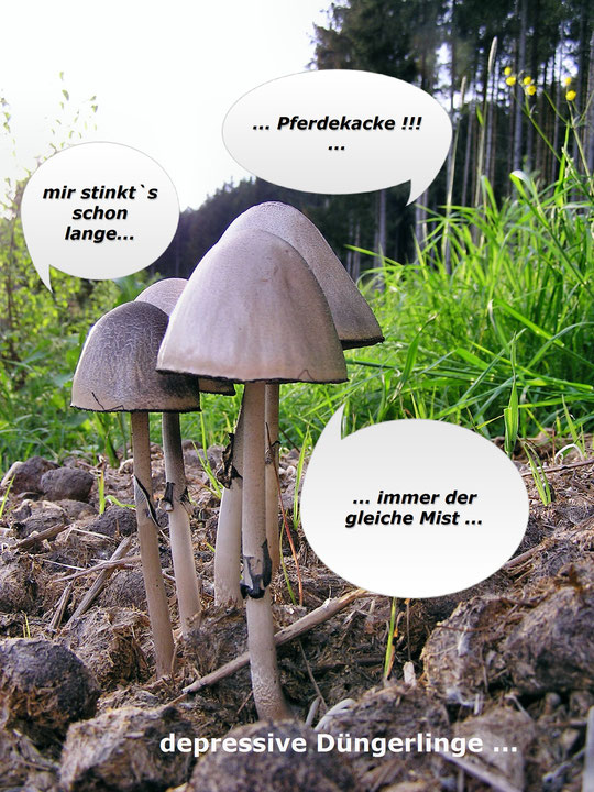 Spessart  -  Pilze