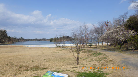 里浜は梅が満開2020・3・21/松島オルレ