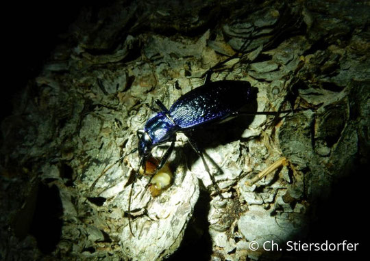 Der besonders geschütze Blaue Laufkäfer kommt im geplanten Gewerbegebiet vor