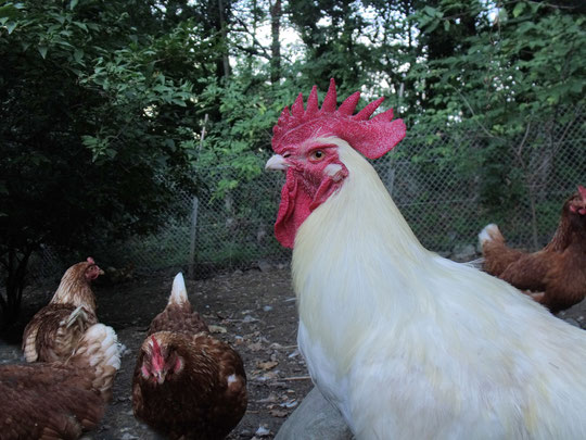 firmin le coq