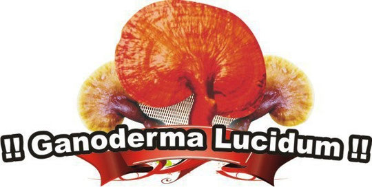 El Hongo Ganoderma Lucidum de la compañía DXN.