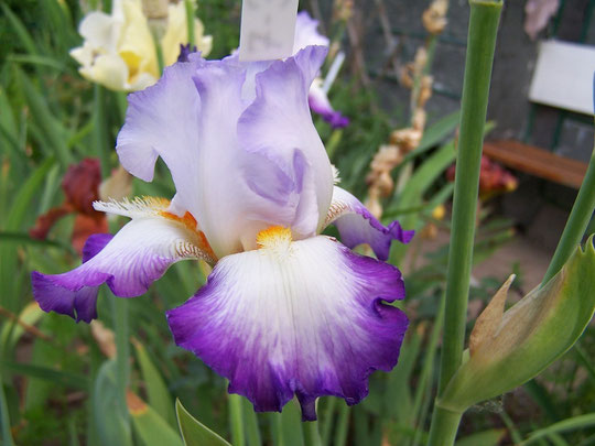 Tall Bearded Iris CONJURATION - iriszucht.de