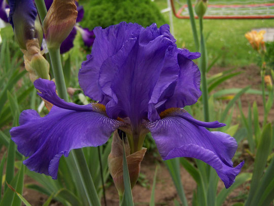Tall Bearded Iris SPECIAL FEATURE - iriszucht.de