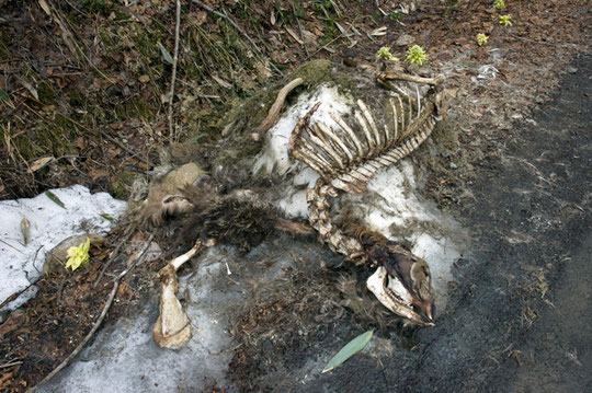 エゾ鹿の死骸があった、熊に襲われたのだろうか