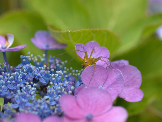 ササグモと額紫陽花