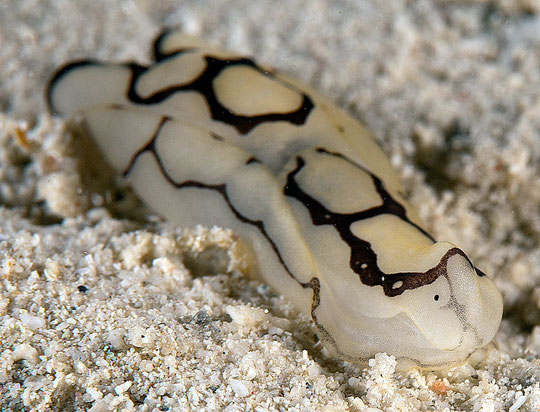TubuloPhilinopsis pilsbryi anc Philinopsis pilsbryi
