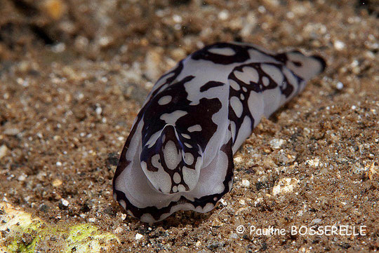 Philinopsis pilsbryi