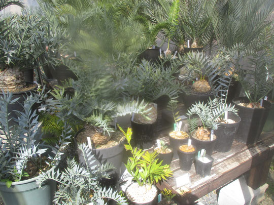 動物の惑星　植物　コーデックス　グラキリス　アガベ　オベサ Green - Yubisakino Jyunin レア植物 Encephalartos・horridus Agave