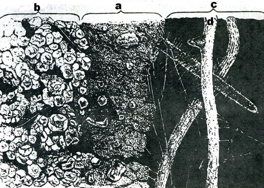 Ausschnitt aus einer Röhre des Tauwurmes (Orignalzeichnung von HENSEN), aus Graff, O.: Unsere Regenwürmer  a= Losungstapete der Röhrenwand, b = gweachsener Boden, c = Lumen der Röhre, d = eingedrungene Wurzeln