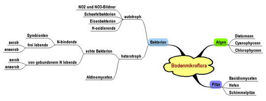 aus Werner Topp, Biologie der Bodenorganismen. UTB Quelle & Meyer. 1981