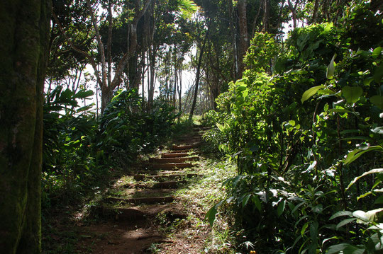 Trail im Hochland, quer durch den Rainforest.