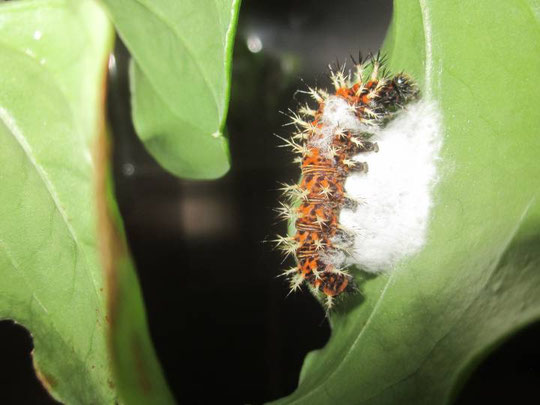 寄生バチに寄生された幼虫