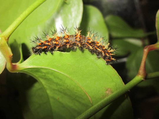 ルリタテハの５齢幼虫２