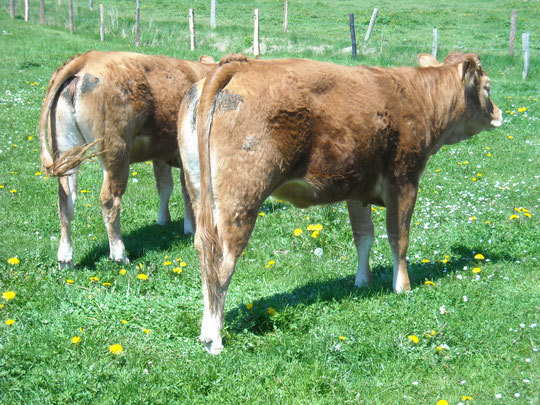 2010 Meine 2 Limousin Rinder auf der Weide.