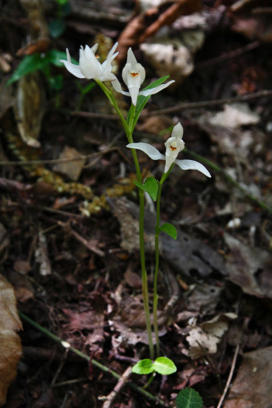 ユウシュンラン 2015.04.26 栃木県 （根元の黄緑色の双葉は別の植物の葉）